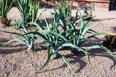 Agave vilmoriniana, aynı zamanda Ahtapot Agave olarak da bilinir, dokunaçlarını andıran uzun kıvrımlı ve kavisli yaprakları ile çöl stili bir ahtapot Arizona bahçesinin fotokopisini çekmiştir.