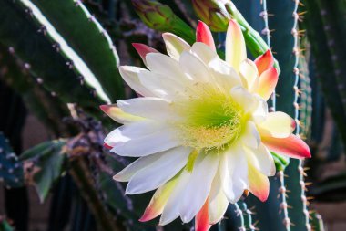 Gece açan kraliçesi, Cereus repandus ya da tamamen açılmış beyaz yapraklı Peru elması kaktüsü ve turp pembesi renginde diğer çiçekler bahar sabahı, yakın plan.