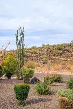Arizona şehir yolları çöl tarzı yukka, agave, ocotillo ve Vision Hills, Phoenix, Arizona 'daki diğer kuraklığa dayanıklı bitkilerle fotokopi çekiliyor.