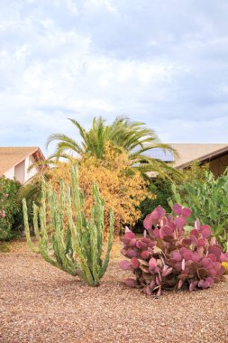 Omurgasız Totem Kutbu, Mor Santa Rita Prickly Armudu ve Opuntia Ficus-indica çöl stili Xeriscaped alanlarında, Phoenix, Arizona