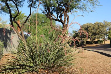 Çöl yerlisi kızıl yukka ya da çiçek ve tomurcuklu Hesperaloe Parviflora Xeriscaped yol kenarına ekilmiş, Phoenix, Arizona