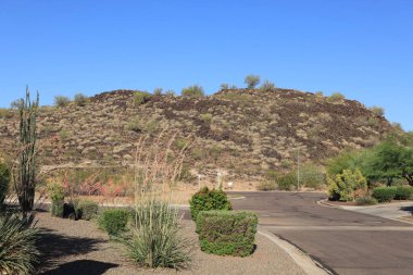 Arizona şehir yolları çöl tarzı yukka, agave, ocotillo ve Vision Hills, Phoenix, Arizona 'daki diğer kuraklığa dayanıklı bitkilerle fotokopi çekiliyor.