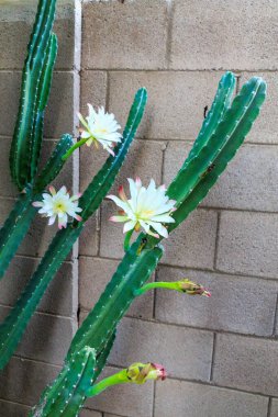 Arizona gecesi omurgasız Cereus kaktüsleri yaz sabahının erken saatlerinde açılıp kapanan beyaz çiçeklerle çiçek açıyor.