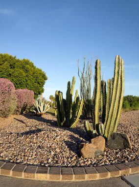 İyi bakımlı Çöl Bahçesi Xeriscaplı peyzaj altında