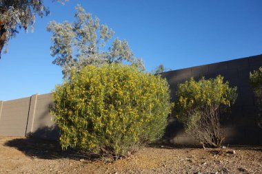 Senna Artemisioides ayrıca Tüylü Cassia ya da Gümüş Senna olarak da bilinir yeşil tohum kapsülleri ve şehir fotokopisinde parlak sarı çiçekler, Phoenix, AZ