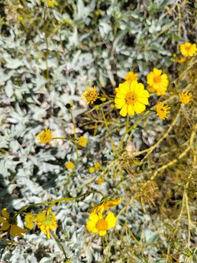 Yakın plan parlak sarı papatya çiçekleri Brittlebush, Encelia farinose, sık sık Phoenix, Arizona çevresinde bulunan bitki; sığ DOF