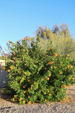 Cape Honeysuckle shrub, Tecoma or Orange Jubilee, with vibrant orange, trumpet-shaped flowers planted against block wall in xeriscaped ground typical for  Phoenix outdoors in Arizona