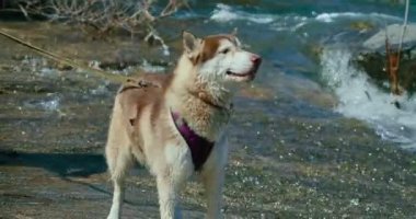 Husky bir dağ deresinden su içer.