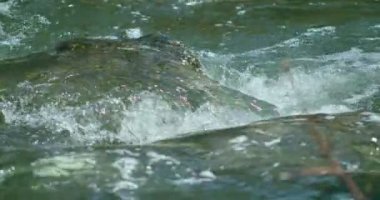 Dağlarda güzel bir şelale, selden dolayı, ağaçlar taştı. Güzel dere. Sel basmış ağaçlar. 4k 60 fps sinema