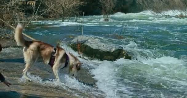 Husky bebe água de um córrego de montanha — Vídeo de Stock