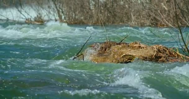 山の中で美しい滝は、洪水のために、木々が殺到した。美しい流れだ。浸水した木。4k 60fps映画館 — ストック動画