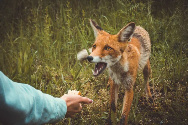A menina em pripyat alimenta a raposa de Chernobyl com uma sanduíche, as consequências do desastre — Fotografia de Stock