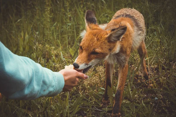 Flickan i pripyat matar Tjernobylräven med en smörgås, konsekvenserna av katastrofen Royaltyfria Stockbilder