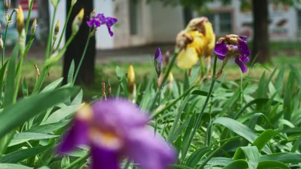 En droppe vatten på en blomma efter regn, fokus skiftning, prores 422, bmpcc4k — Stockvideo