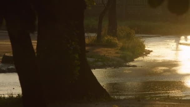 Кот проходит над оттоком воды из колодца. Прорыв системы водоснабжения. Канализация. prores 422, bmpcc 4k — стоковое видео