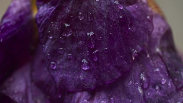 Ein Tropfen Wasser auf eine Blume nach dem Regen, Fokus verschieben, prores 422, bmpcc4k — Stockvideo