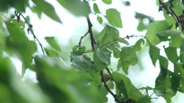 Yeşil kayısı yakın plan bırakır. Yeşil kayısı yaprakları üzerinde parlak güneş ışığı