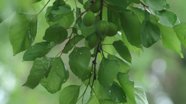 Green apricot leaves close-up. Bright sunlight on green apricot leaves — Stock Video