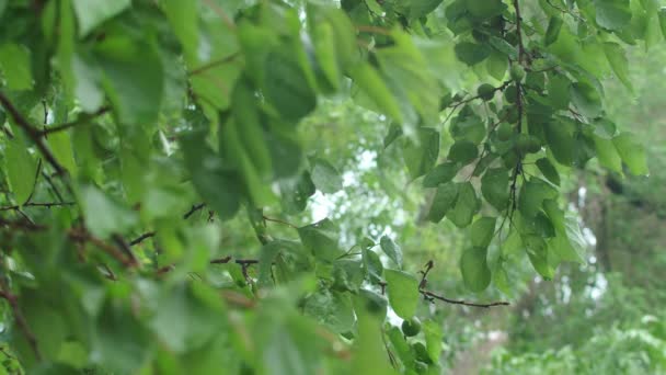 O damasco verde deixa close-up. Luz solar brilhante em folhas de damasco verde — Vídeo de Stock