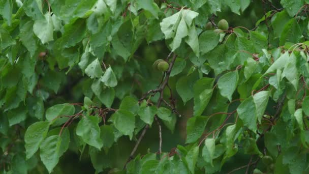 Zelené meruňkové listy zblízka. Jasné sluneční světlo na zelených meruňkových listech — Stock video