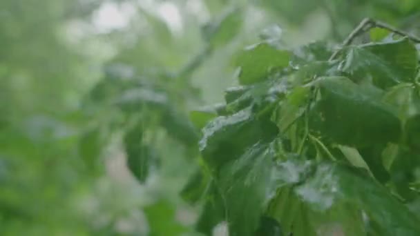 Estrada, poças sob a chuva em um dia de verão. Vista superior através dos ramos verdes das árvores. — Vídeo de Stock