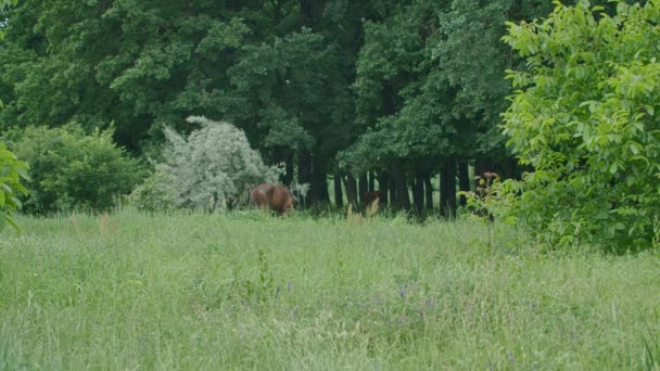 Algemeen en close-up schot van paarden grazen in het bos, het paard is gebonden en het eten van gras. Prores422 — Stockvideo