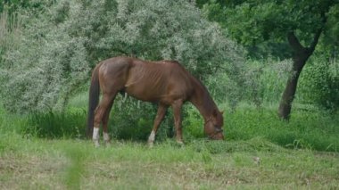 General ve ormanın içinde otlayan atların yakın çekim görüntüleri, at bağlanmış ve ot yiyor. Prores422