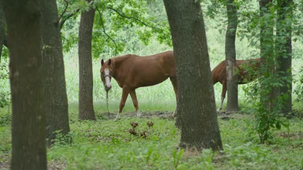 Algemeen en close-up schot van paarden grazen in het bos, het paard is gebonden en het eten van gras. Prores422 — Stockvideo