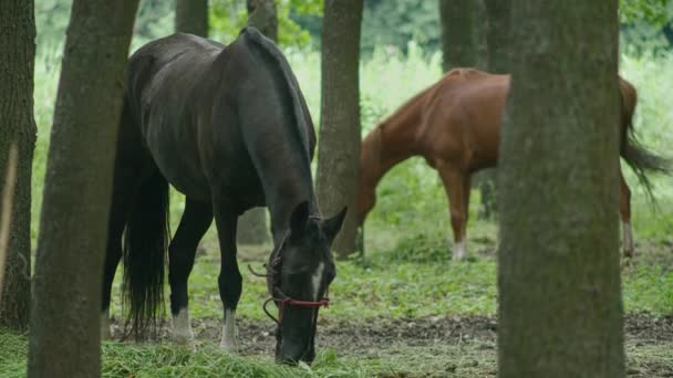 Allgemeine und Nahaufnahme von Pferden, die im Wald grasen, das Pferd ist angebunden und frisst Gras. Prospekt422 — Stockvideo