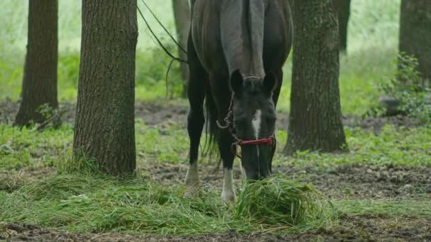 Загальний і крупним планом постріл коней, що пасуться в лісі, кінь пов'язаний і їсть траву. Пропозиції422 — стокове відео