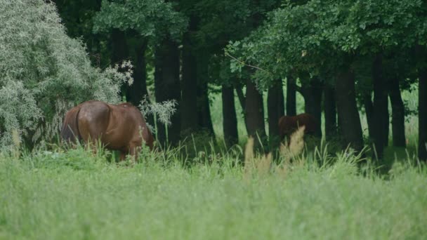 Ogólne i bliskie ujęcie koni pasących się w lesie, koń jest związany i je trawę. Prores422 — Wideo stockowe
