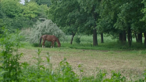一般的に近い森の中で馬の放牧のショットを、馬に縛られ、草を食べている。Prores422 — ストック動画
