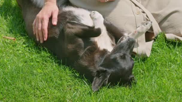 夏の少女が犬と芝生の上で遊ぶと、彼女は舐めて楽しんでいる間にそれを引っかきます。Prores422. — ストック動画