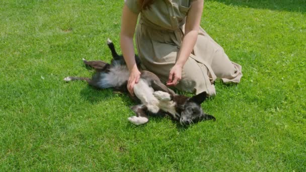 Une jeune fille en été joue sur la pelouse avec un chien, elle le gratte pendant qu'elle lèche et s'amuse. Prores422. — Video