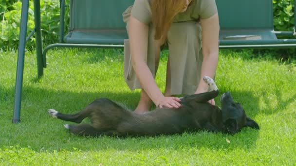 Młoda dziewczyna w lecie bawi się na trawniku z psem, drapie go podczas lizania i cieszy się. Prores422. — Wideo stockowe