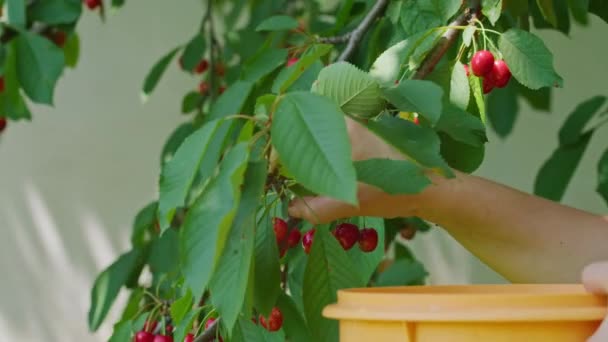 Cerises dans le jardin de la maison, la jeune fille a cultivé une merveilleuse cerise douce, et sur une chaude journée d'été, elle le recueille dans un bol, et le mange aussi. — Video