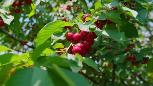 Třešně v domácí zahradě, dívka pěstuje nádherné sladké třešně, a v horkém letním dni sbírá v misce, a také jí. — Stock video