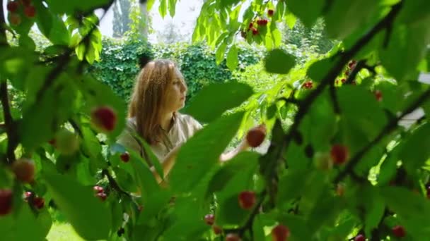 Kirschen im heimischen Garten, das Mädchen hat eine wunderbare Süßkirsche angebaut, und an einem heißen Sommertag sammelt sie sie in einer Schüssel und isst sie auch. — Stockvideo