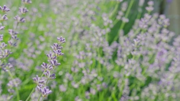 Kızlar bahçesinde ilk lavanta çiçekleri, makro fotoğrafçılık. — Stok video