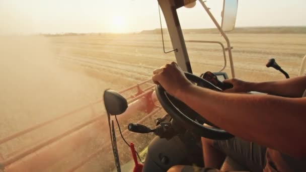 Landbouwer exploiteert een oogstmachine, oogst tarwe in het veld, zonsondergang. — Stockvideo