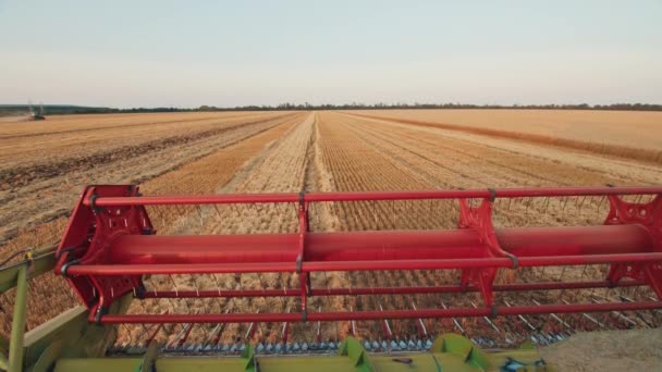 Kombajn sklízí pšenici. sklizeň, zemědělský průmysl, západ slunce v terénu — Stock video