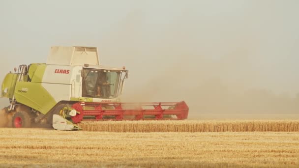 Oogstmachine oogst tarwe. oogsten, landbouwindustrie, zonsondergang in het veld. — Stockvideo