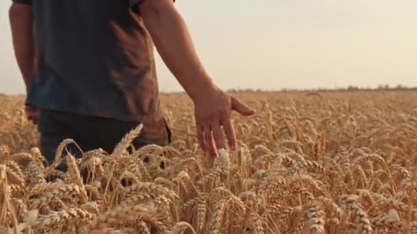 Ein Bauer geht durch das Weizenfeld und berührt die Stacheln mit der Hand, Sonnenuntergang auf dem Feld. — Stockvideo
