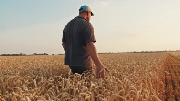 Un contadino cammina attraverso il campo di grano e tocca le spighe con la mano, il tramonto nel campo. — Video Stock