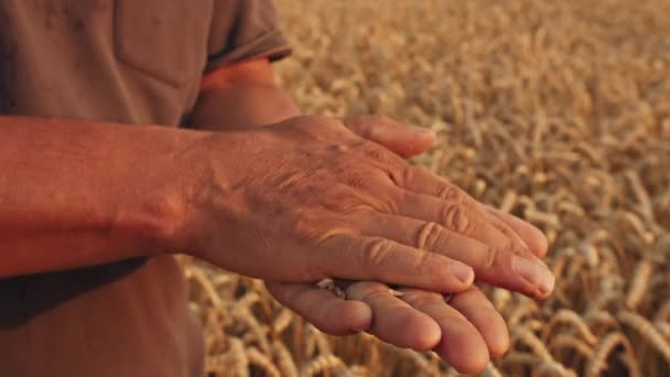 Krivoy Rog, Ucrania - 07.18.2021 un agricultor en un campo de trigo comprueba la calidad de la cosecha, golpea el grano en sus manos, lo mira, al atardecer. se encuentra en el fondo de la combinación. — Vídeos de Stock