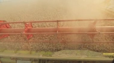 biçerdöver buğday toplar. Hasat, tarım endüstrisi, tarlada gün batımı.