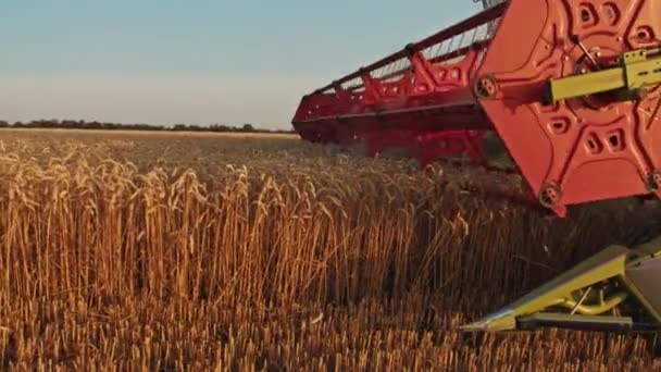 Kriwoj Rog, Ukraine - 18.07.2021 Erntemaschine erntet Weizen. Ernte, Landwirtschaft, Sonnenuntergang auf dem Feld. — Stockvideo