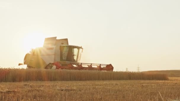 Krivoy Rog, Oekraïne - 07.18.2021 oogst tarwe. oogsten, landbouwindustrie, zonsondergang in het veld. — Stockvideo