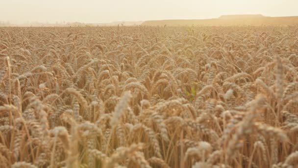 El plan general del campo de trigo al atardecer. industria agrícola. — Vídeo de stock