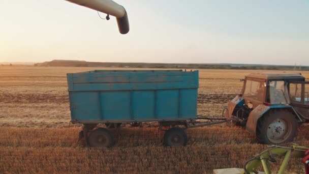 Krivoy Rog, Ουκρανία - 07.18.2021 θεριστής φορτώνει σιτάρι στο σώμα του ελκυστήρα, συγκομιδή, καλοκαίρι. — Αρχείο Βίντεο